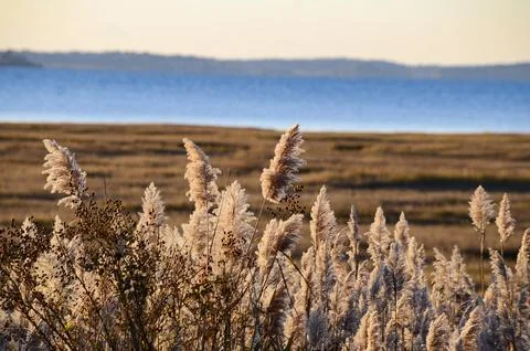 Assateague Marsh Foto stock