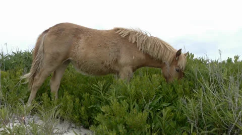 Assateague's Wild Horses 2 Stock Footage 25504933