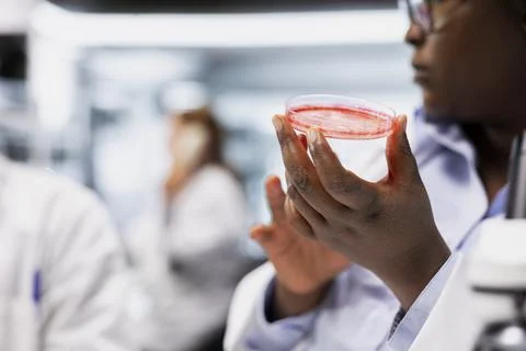 Assay development specialist in laboratory examining mold spores on petri dish Stock Photos