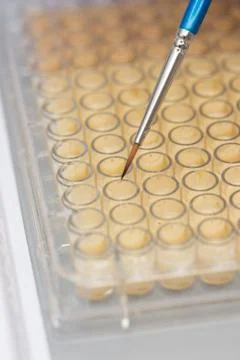 Assay tray loading Stock Photos