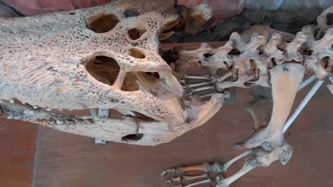 An assembled massive crocodile skeleton is situated in the open air museum Stock Footage 308894100