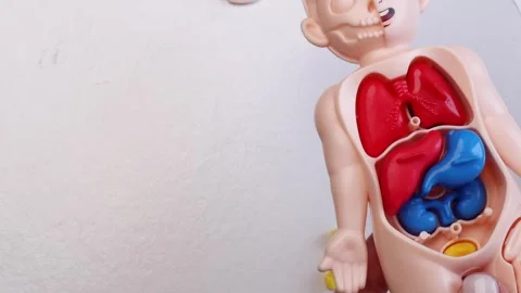 Assembling plastic human anatomy figure with internal organs on white background Stock Footage 311237533
