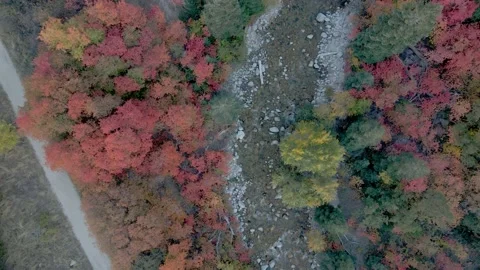 Assembly Fall Colors 2022 4 Stock Footage 221380852