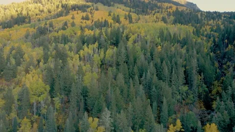 Assembly Fall Colors 2022 5 Stock Footage 221380843