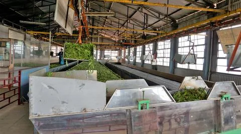 Assembly line of processing of tea leaves by machines from raw material leave Stock Photos