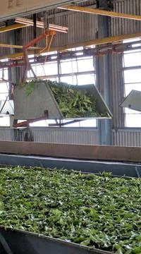 Assembly line of processing of tea leaves by machines from raw material leave Stock Photos