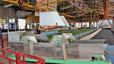 Assembly line of processing of tea leaves by machines from raw material leave Stock Photos