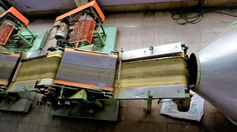 Assembly line of processing of tea leaves by machines from raw material leave Foto stock