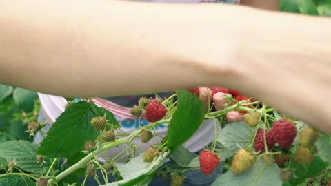 Assembly raspberries closeup Stock Footage 93997652