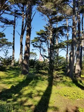 Assembly of Trees whose Shadows Form a Road Leading to the Golden Gate Bridge Stock Photos