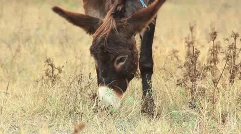 Asses (donkey) _4 Stock Footage 12384976