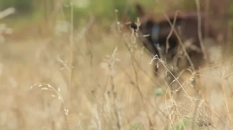 Asses (donkey) _6 Video stock 12386844