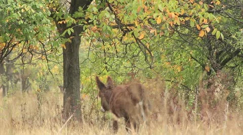 Asses (donkey and a tree) Stock Footage 12384739