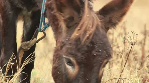Asses (donkey grazing) _1 Stock Footage 12385275
