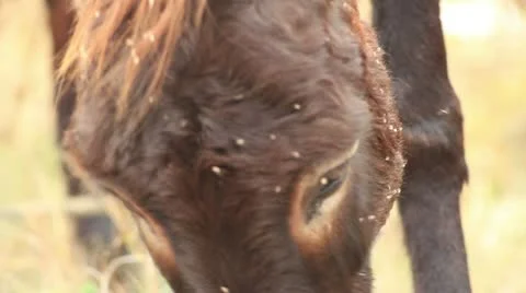 Asses (donkey grazing) _2 Video stock 12385409