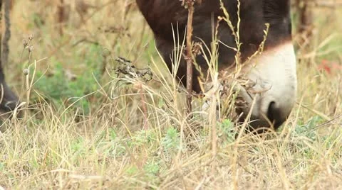 Asses (donkey grazing) _3 Stock Footage 12385587