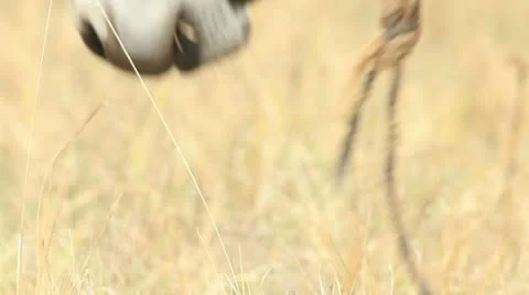 Asses (donkey grazing) _4 Video stock 12385608