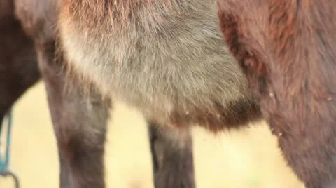 Asses (donkey's belly) Stock Footage 12386364