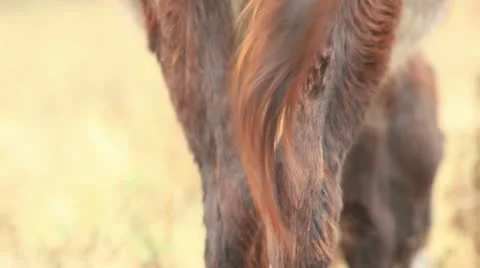 Asses (donkey's tail) Stock Footage 12386128