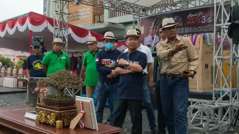 Assessment of the bonsai tree contest Stock Footage 261676332