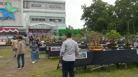 Assessment of the bonsai tree contest Stock Footage 261676911