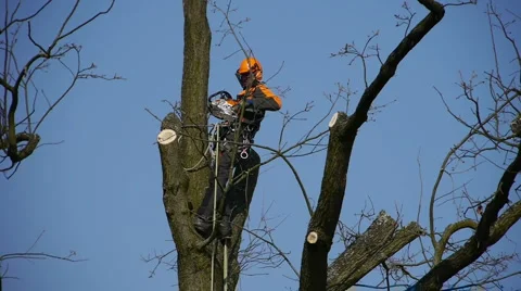 Assiduous Lumberjack 库存影片 4708513