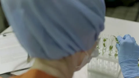 An assistant conducts an experiment in a laboratory with seedlings in test tubes Stock Footage 303684190