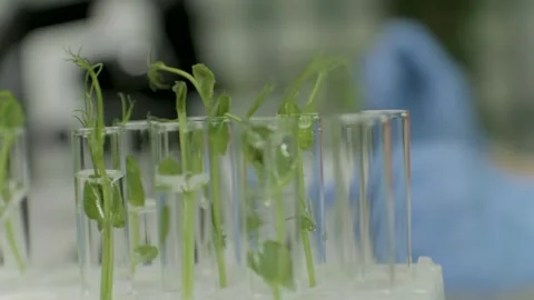 An assistant examines the samples and conducts experiments. Stock Footage 303686424