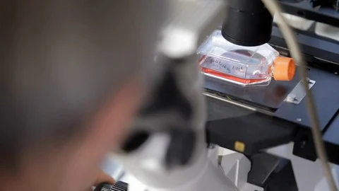 Assistant of lab preparing a preparate Stock Footage 100269072