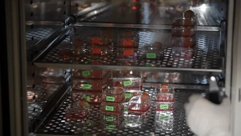 Assistant of lab preparing a preparate Stock Footage 100271343