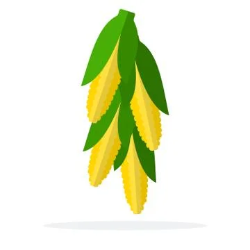 Associated corn cobs flat isolated Stock Illustration