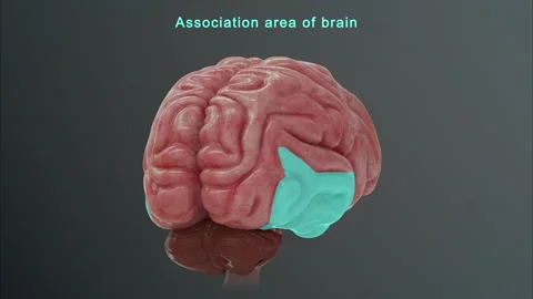 Association Area of Brain Stock Footage 162819503