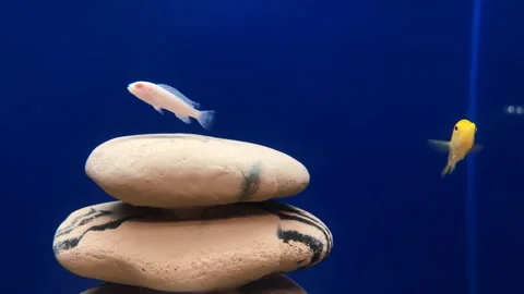 Assorted African Cichlids Exploring Aquarium Rocks in Pet Store Display Video stock 304606573