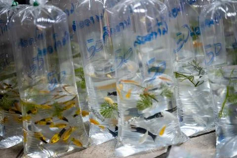 Assorted aquarium fish in sealed plastic bags Stock Photos