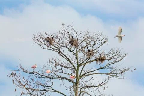 Assorted Birds and Tree Stock Photos