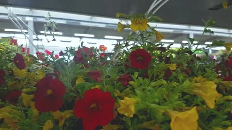 Assorted blooming flowers in pots on racks prepared for sale in store Stock Footage 155795358