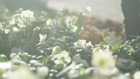 Assorted Blooming Flowers In Pots On Racks Prepared For Sale In Store Stock Footage 265083830
