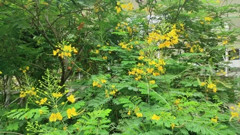 Assorted blooming yellow flowers Mysore thorn Stock Footage 262387278