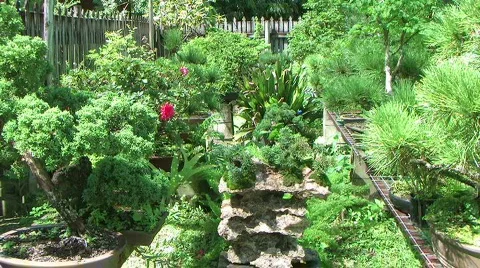 Assorted bonsei trees. Stock Footage 124385