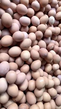 Assorted Brown Egg Landscape Stock Photos