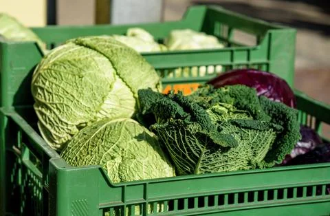 Assorted Cabbage Varieties in Green Crate at Farmers Market Stock Photos