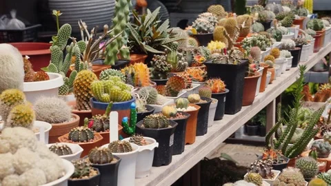 Assorted cacti and succulents in different pots at plant nursery. Gardening Video stock 268734593