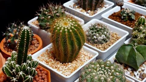 Assorted cacti on display in small pots, showcasing various types of succulent Stock Photos