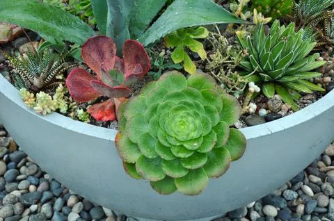Assorted cacti planter Stock Photos