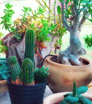 Assorted Cactus And Succulent Plants In Pots Outdoor Garden Stockfoto's