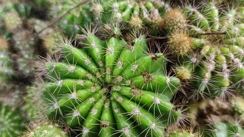 Assorted cactus plants up close Stock Footage 262387185