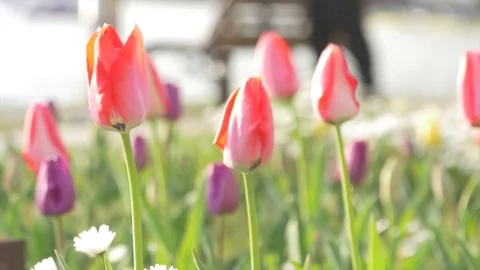 Assorted clip of Tulips swaying in wind Stock Footage 74416797