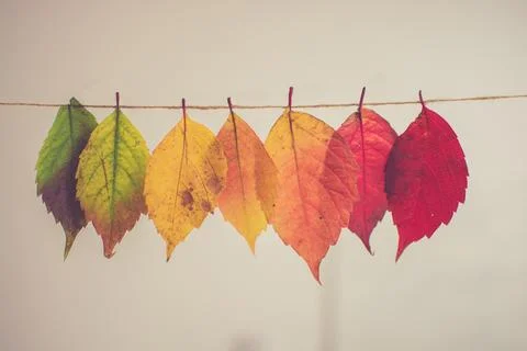 Assorted Color Lear Hanging Decor Stock Photos