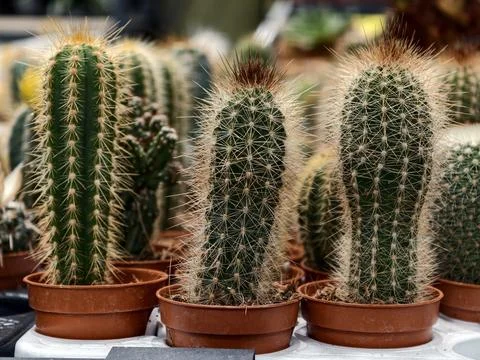 Assorted colorful cacti in small decorative pots, a fun way to decorate you.. Stock Photos