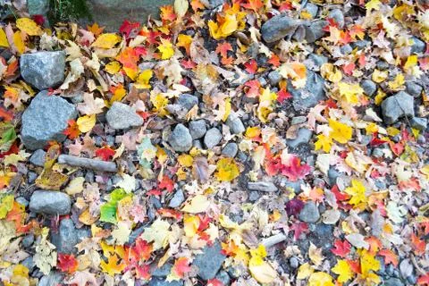 Assorted colorful leaves Stock Photos